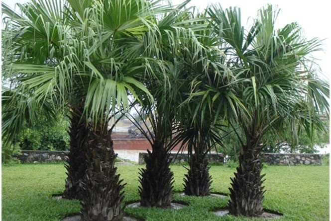 Nhiều gia đình khá giả hiện nay trồng cây cọ trước hoặc bên nhà. Bởi theo phong thủy, cây cọ sinh tài lộc. Ảnh: Internet
