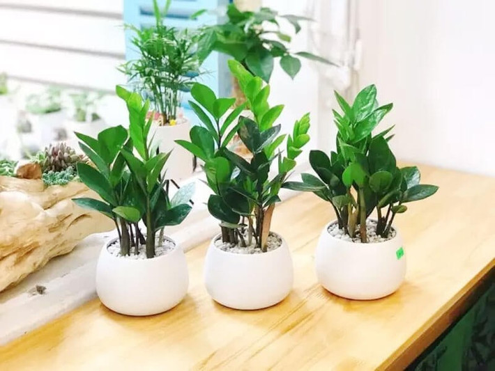 Đặt cây kim tiền trong nhà, nơi làm việc sẽ giúp chủ nhân giàu sang, tiền tài sung túc, thịnh vượng. Ảnh: Internet
