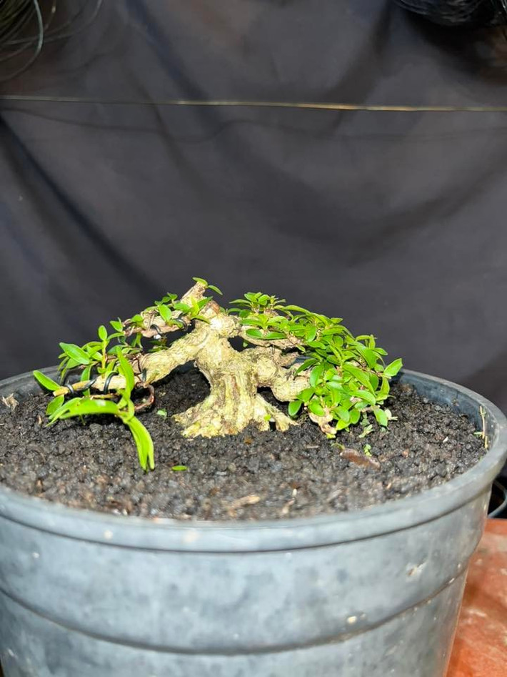Theo nghệ nhân lâu năm trong nghệ thuật cây cảnh, vẻ đẹp của bonsai là sự hài hòa của thân, cành, tán, chậu. Ảnh: Facebook