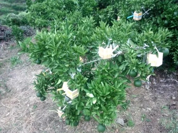 Giống cây cam ngũ giác được lai tạo bằng công nghệ sinh học giữa cam và quýt. Ảnh: SoraNews24