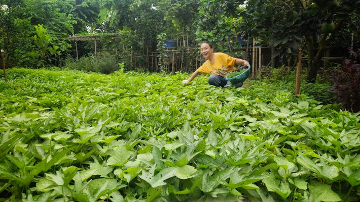 Khu vườn rộng rãi phủ kín rau xanh. Ảnh: FB Oanh Le Tu