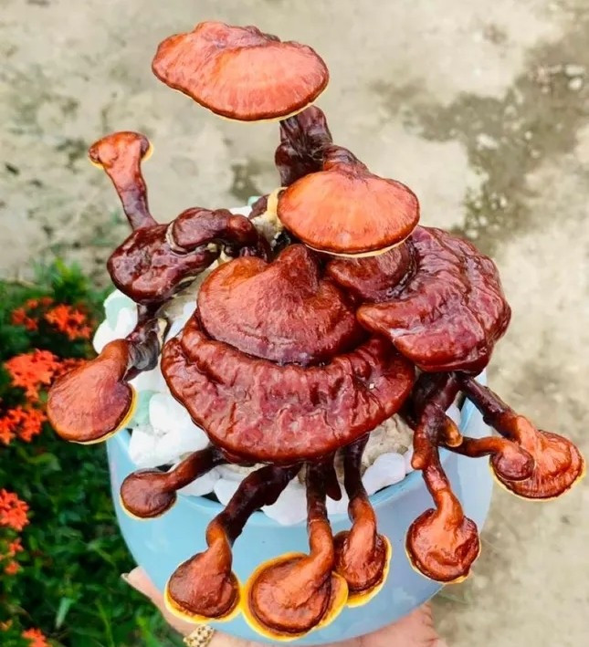 Để tạo hình một chậu nấm linh chi bonsai, phải mất từ 2 - 3 tháng. Trước tiên phải trồng nấm từ phôi nấm, sau đó tạo điều kiện để nấm phát triển. Ảnh: Tiền phong