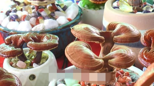 Muốn nấm mọc theo hình dáng như ý, không phải uốn thân như cây kiểng bình thường, thay vào đó là dùng ánh sáng để cây nấm mọc theo ý muốn. Ảnh: Tiền phong