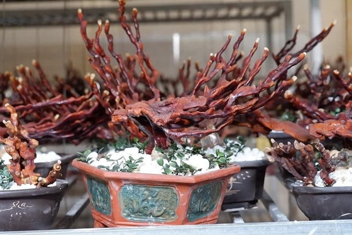 Nấm linh chi có thân và tai cứng như gỗ, không bị héo nên để được thời gian lâu. Ảnh: Dân Việt