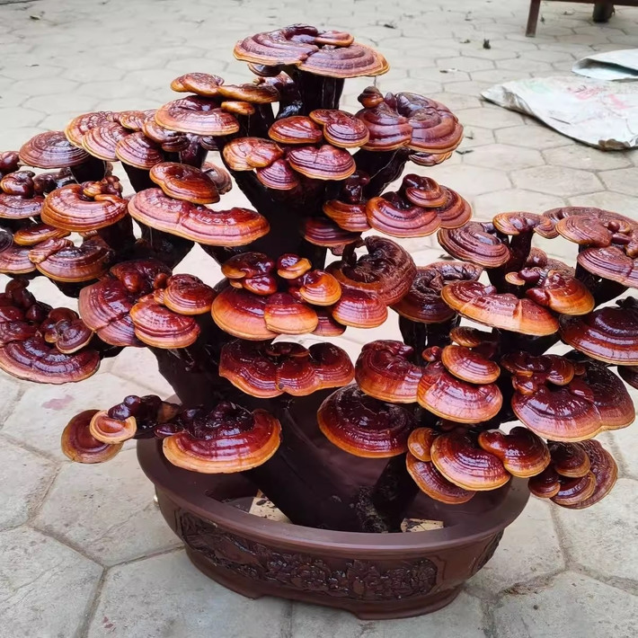 Những chậu bonsai đa dạng hình thái độc đáo tạo nên sản phẩm có tính thẩm mỹ và giá trị kinh tế cao. Ảnh: Taobao Vietnam