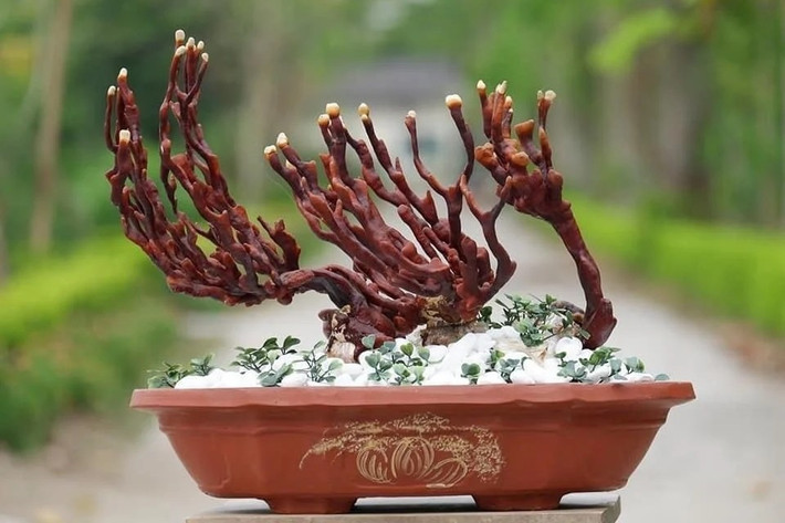Tại Việt Nam, nấm linh chi cũng được tạo dáng thành bonsai hút khách mỗi dịp Tết. Ảnh: Dân Việt