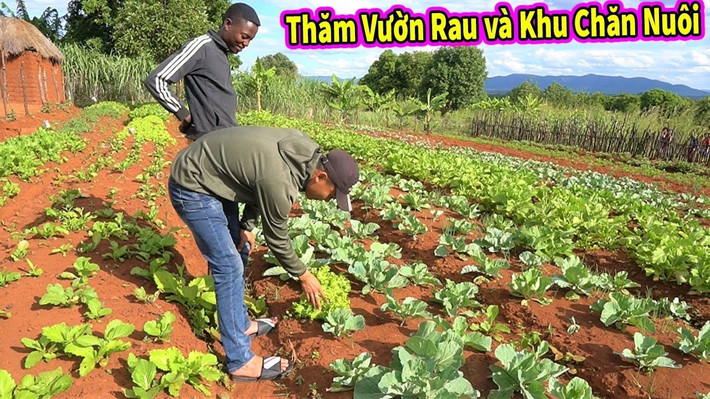 Quang Linh từng hé lộ vườn rau xanh mướt. Ảnh chụp màn hình