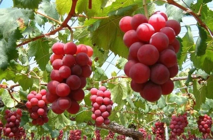Nho Ruby Roman trồng tại tỉnh Ishikawa (Nhật Bản) được xem là loại nho đắt nhất thế giới. Một chùm nho Ruby Roman có thể được bán đấu giá hàng trăm triệu đồng, thậm chí có chùm từng được bán 250 triệu đồng. Ảnh: Santiam Nursery