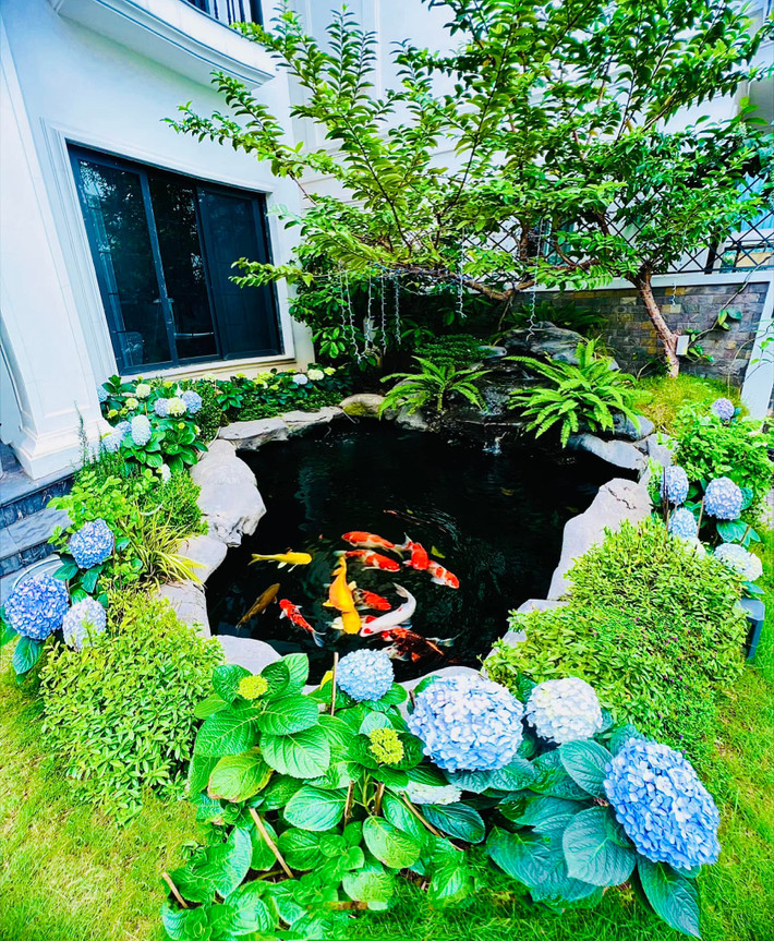 Xung quanh hồ cá Koi được tô điểm bởi hàng cẩm tú cầu nhiều màu sắc. Ảnh: FB Lã Thanh Huyền