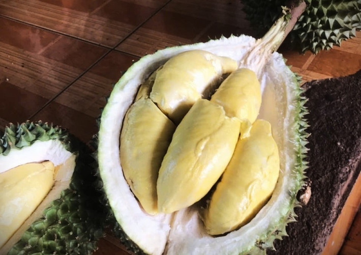 Đắk Lắk - thủ phủ sầu riêng của cả nước bắt đầu vào vụ thu hoạch. Tuy nhiên, giá các loại sầu riêng không cao như năm ngoái, bao gồm cả loại Musang King. Ảnh: Tiền phong