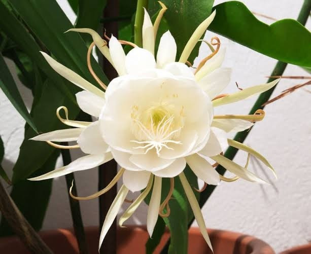 Việc chỉ nở hoa trong vài giờ vào ban đêm khiến Kadupul trở nên vô cùng hiếm gặp. Ảnh: Vivaflowers