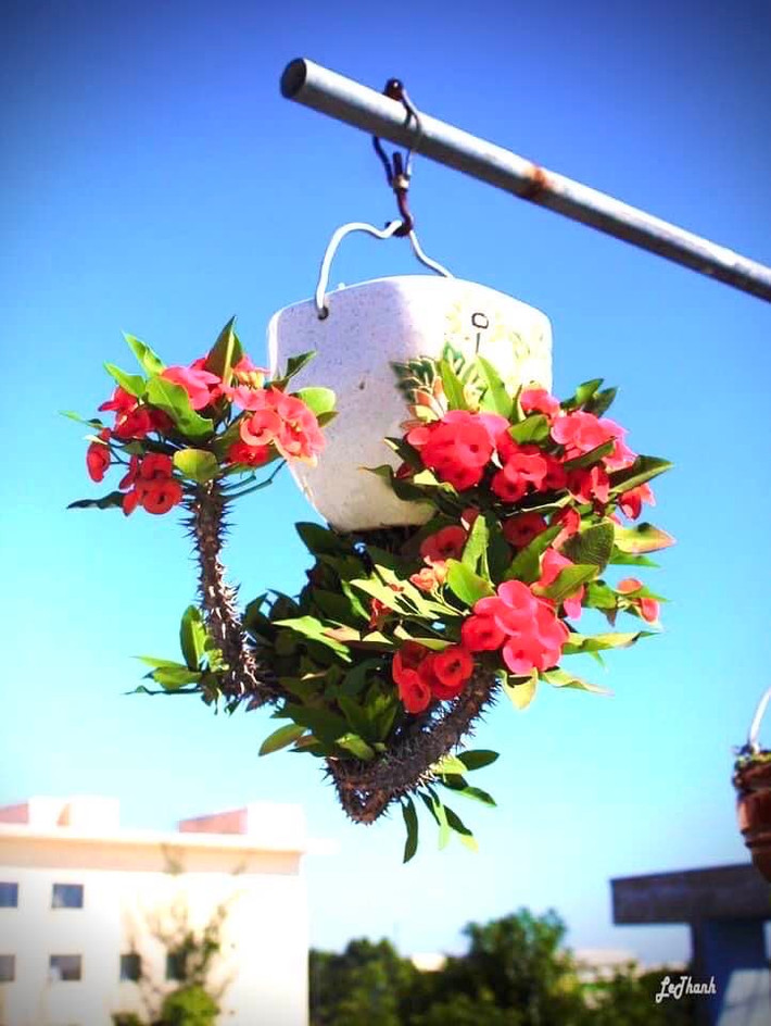 Chậu cho bonsai ngược có thể là lộc bình, chai rượu...phù hợp với từng dáng, thế cây. Ảnh: FB Lê Thạnh