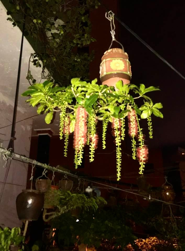 Ai đến thăm cũng phải trầm trồ trước vườn bonsai ngược độc đáo của ông. Ảnh: FB Lê Thạnh