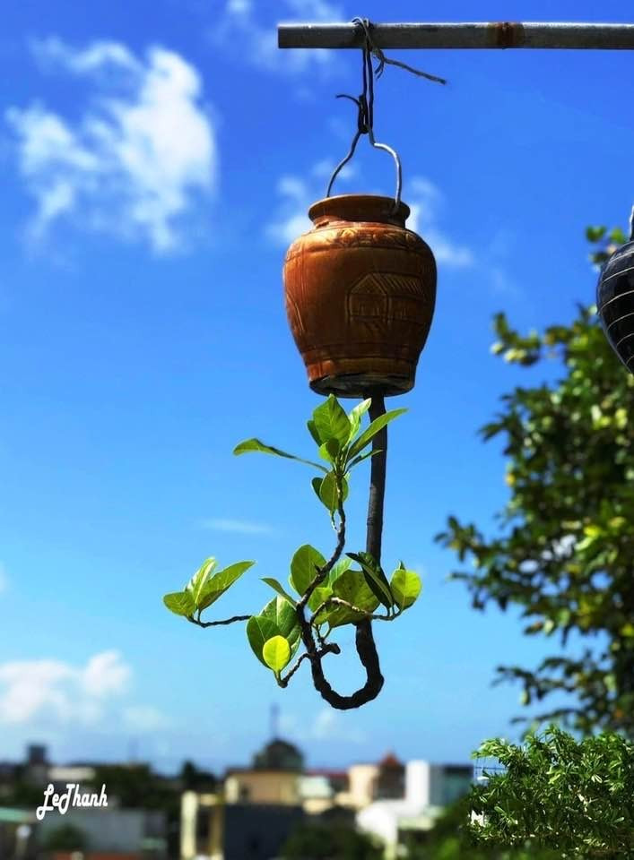 Theo nghệ nhân, các cây bonsai ngược cũng có thể tạo thành nhiều kiểu dáng mới lạ như hoành, huyền, trực...Ảnh: FB Lê Thạnh