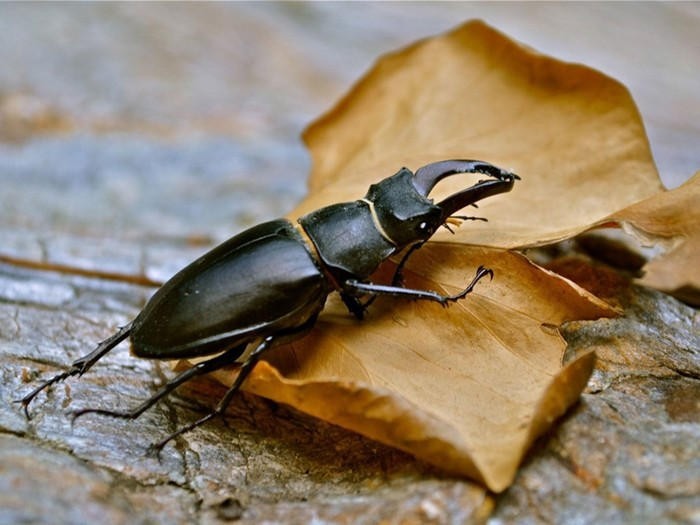 Một nhà lai tạo người Nhật Bản từng bán con bọ cánh cứng Stag Beetle với giá 89.000 đô la (hơn 2 tỷ đồng). Ảnh: Internet