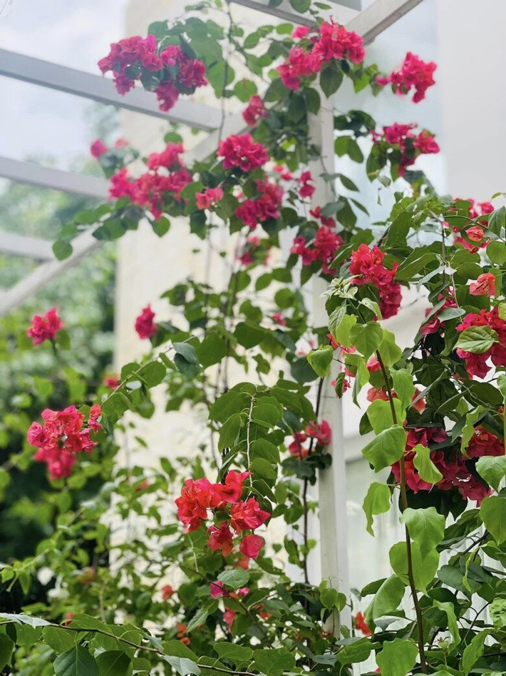 Hoa giấy đỏ và trắng khoe sắc giữa những khoảng tường trắng, tạo bức tranh nhiên nhiên sinh động. Ảnh: FB Thân Thuý Hà