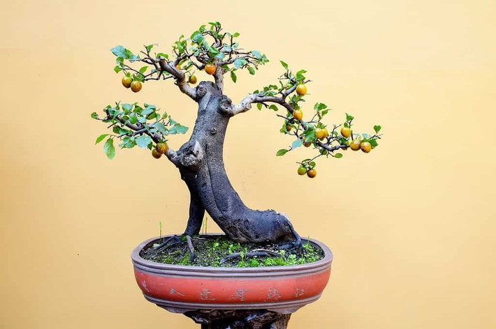 Hồng Mỹ rất thích hợp để làm cây cảnh bonsai. Loại cây này thường cho quả có kích thước tương đương khi trồng ở dạng thu nhỏ. Ảnh: ©ilovehz/Shutterstock