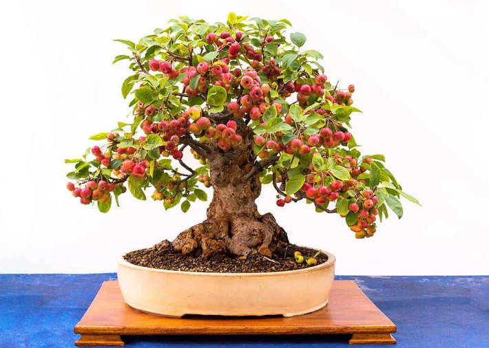 Nếu đang tìm một cây ăn quả để trồng bonsai mini, táo dại sẽ cho kết quả tốt nhất. Ảnh: a-z-animals