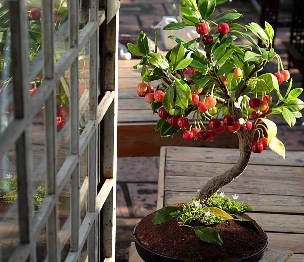 Có nhiều loại cherry được sử dụng để làm bonsai, phổ biến nhất là "Brush Cherry" (Hồng Ngọc Mai) và "Fuji Cherry" (Anh đào núi Phú Sĩ). Ảnh: iStock
