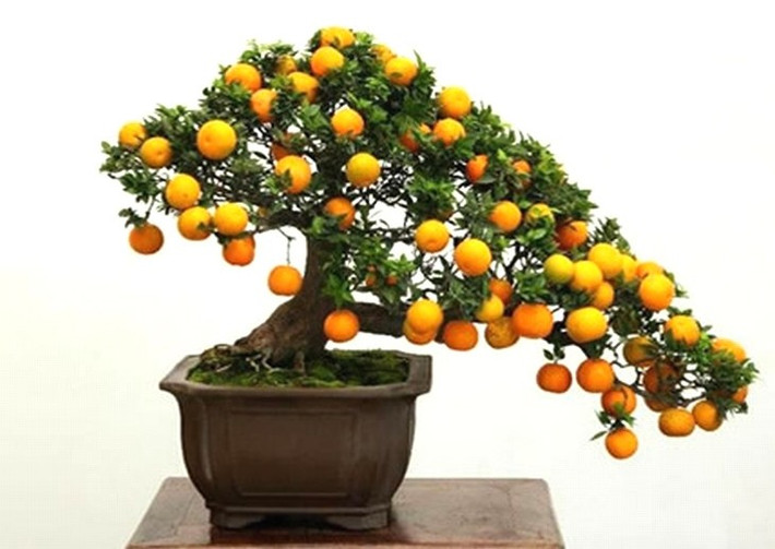 Cam bonsai phát triển tốt nhất ở nơi có nhiều ánh sáng mặt trời, nhưng cũng có thể trồng cây trong nhà nếu có đủ ánh sáng. Ảnh: Thebonsaimaster