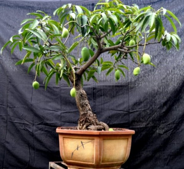 Xoài cũng có thể đưa lên chậu thành bonsai đẹp mắt. Ảnh: Reddit