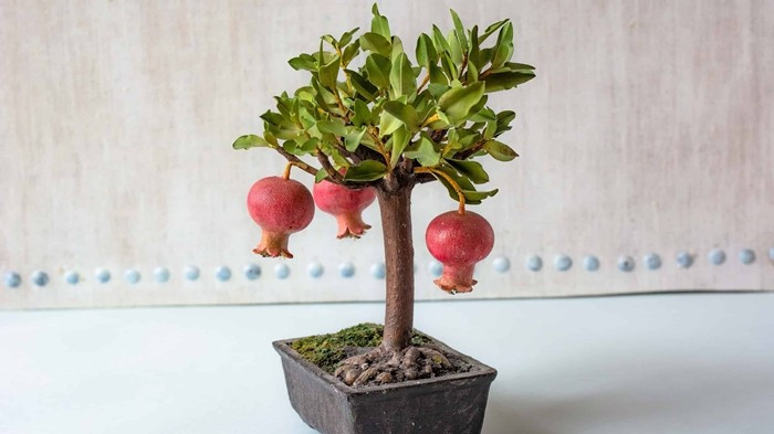 Ngoài những trái đỏ đẹp mắt, cây lựu còn có thân xù xì, các đường vân tự nhiên, tạo nên vẻ đẹp cổ kính. Ảnh: A-Z Animals