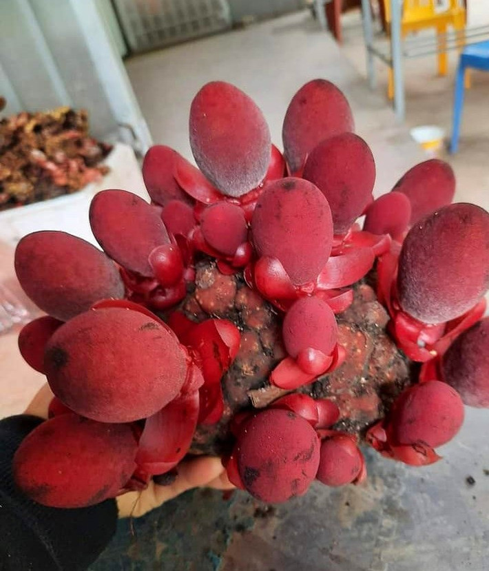 Theo Đông y, nấm ngọc cẩu vị chát, ngọt, tính ôn, có nhiều tác dụng hỗ trợ điều trị chữa bệnh như táo bón, đau nhức xương khớp, bồi bổ cơ thể. Ảnh: Ẩm thực xanh