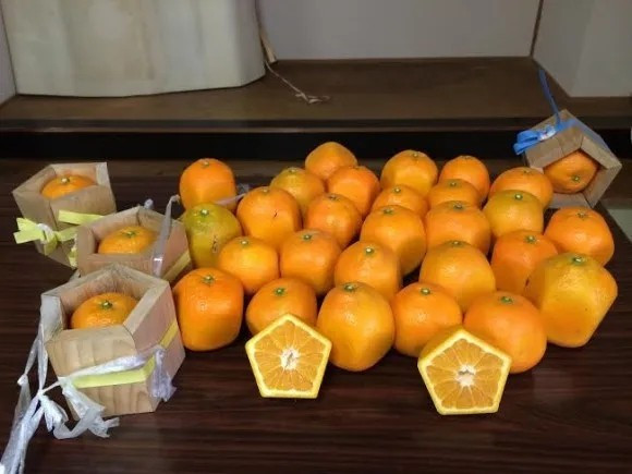 Do cách trồng đặc biệt nên mỗi kg cam ngũ giác ở Nhật Bản có giá cao, khoảng 700.000 đồng/kg, và luôn trong tình trạng khan hiếm hàng. Ảnh: SoraNews24
