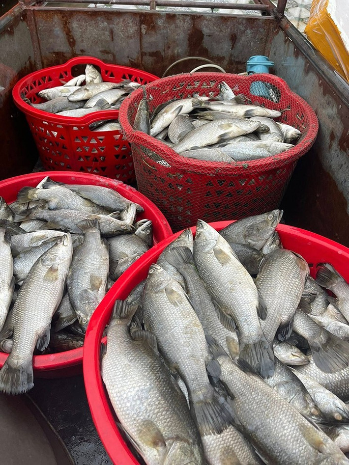 Cá chẽm thân thoi, dẹp bên, đầu to và mõm nhọn. Lưng cá màu xám hoặc nâu, bụng bạc trắng, vây đuôi tròn. Ảnh: Internet