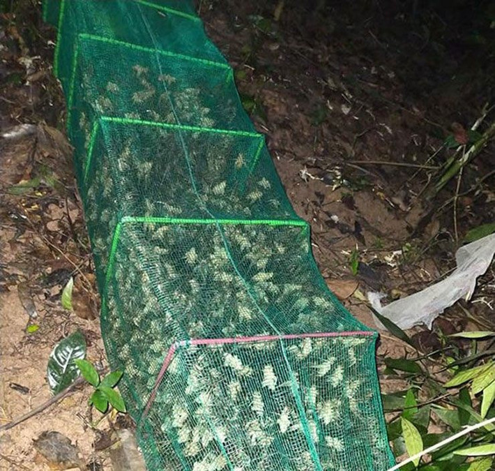 Người đi rừng phải dùng cành cây lùa chúng ra, người khác bên ngoài phải dùng vợt chụp thật nhanh. Ảnh: Internet