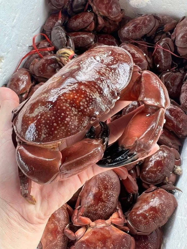 Bên cạnh sá sùng, ngán hay sam, vùng biển Quảng Ninh còn có một loài hải sản được ví như "cua hoàng đế" được du khách mê mẩn. Đó là cù kỳ, hay còn gọi cùm cùm, cua đá. Ảnh: Facebook