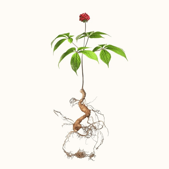 Tùy vào thổ nhưỡng, vùng miền địa lý mà cây ra nhiều hay ít đốt. Ảnh: Sâm Pusilung