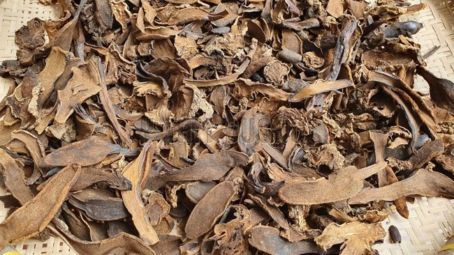 Nấm ngọc cẩu giá cao do khó tìm, thời vụ ngắn và nhu cầu sử dụng ngày càng tăng, nhất là giới sành dược liệu và khách hàng mua làm quà biếu. Ảnh: Y Tâm Đường