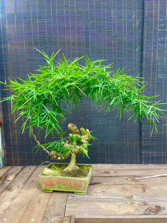 Những dáng tre hiếm gặp như thân cong vặn xoắn, đốt san sát hoặc uốn lượn theo hình xoắn ốc giá có thể tới 70 - 80 triệu đồng. Ảnh: Facebook