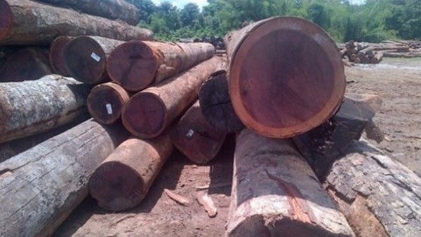 Khi mới cắt, gỗ có màu nâu xám hoặc tím nhạt, sau khi tiếp xúc với không khí sẽ lên màu tím đậm hơn. Ảnh: Treed