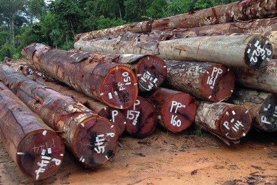 Tuy nhiên, gỗ cẩm tím có tốc độ sinh trưởng chậm, phải mất khoảng hơn 20 năm mới có thể mang lại giá trị kinh tế. Ảnh: Cameroon