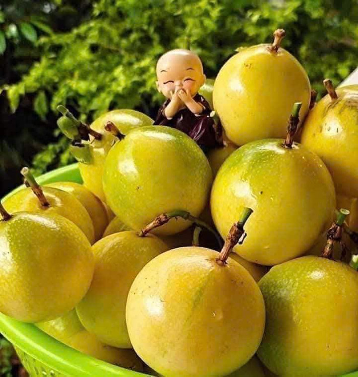 Đặc biệt, loại to được nhiều người chọn mua biếu nhưng số lượng ít, phải đặt trước nhà vườn cả tuần mới có. Ảnh: Facebook