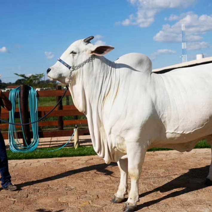 Viatina-19 hiện sống tại một trang trại ở Uberaba, bang Minas Gerais, Brazil. Nó được giám sát bởi hệ thống camera an ninh riêng, có bác sĩ thú y và lực lượng bảo vệ chuyên trách. Ảnh: The Independent