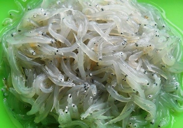 Cá mờm được ví như "pha lê của biển" do thân hình nhỏ chỉ nhỉnh hơn sợi cước, trong veo, lấp lánh ánh bạc. Ảnh: Haisanbiendao