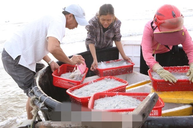 Dù kích thước bé nhưng sản lượng mỗi đợt đánh bắt cá mờm rất cao, có thể lên đến hàng tạ cá mỗi ngày. Ảnh: Tiền phong