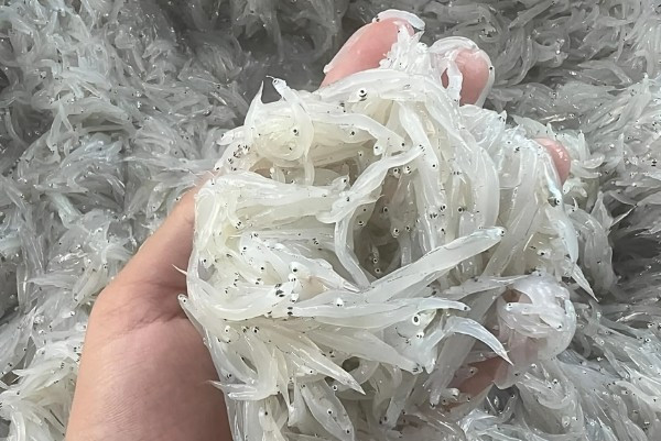 Trên chợ mạng, cá mờm tươi được làm sạch, hút chân không và bảo quản đá trước khi đến tay người tiêu dùng. Ảnh: Chi Hải sản Mời độc giả xem video: Làm giàu từ mô hình trồng rau an toàn. Nguồn: VTV24
