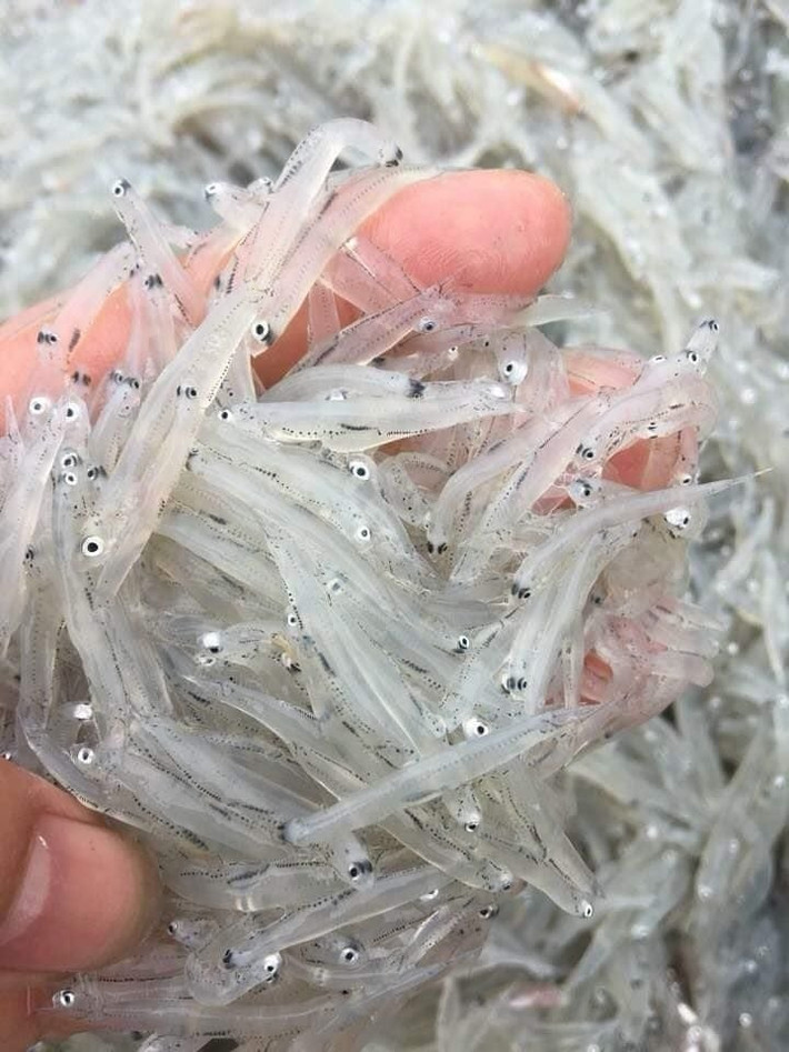 Cá mờm là một cá biển nhỏ, xuất hiện nhiều ở vùng biển miền Trung nước ta, đặc biệt là vào mùa hè (từ tháng 3 đến tháng 6 âm lịch). Ảnh: Dacsanxunghe