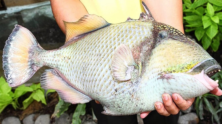 Một con cá bò giáp trưởng thành nặng từ 2 - 4kg, chiều dài đạt khoảng 25 cm. Ảnh: Internet