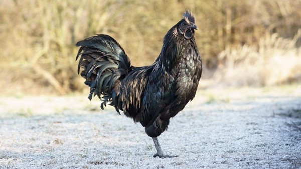 Gà Ayam Cemani nổi tiếng với màu đen từ lông đến da, xương và thậm chí cả nội tạng. Màu sắc khác thường này là kết quả của một đột biến gen tự nhiên. Ảnh: Deposit Photos