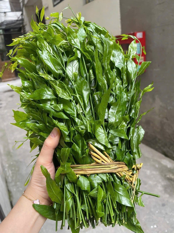 Chị Thảo (một người bán rau ngót rừng ở phường Phú Lương (Hà Nội) cho biết, nguồn hàng không có nhiều. Mỗi chuyến chị Thảo gom từ Tuyên Quang xuống chỉ được vài kg, đủ bán cho những khách hàng thân thiết. Ảnh: Facebook