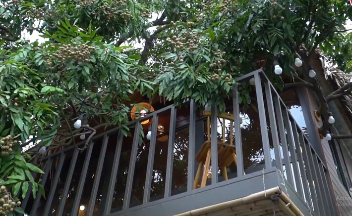 Trên mảnh đất 300 m2 ở ngoại thành Hà Nội, anh Tú tận dụng cây nhãn gần 50 tuổi có sẵn để làm nhà trên cây. Ảnh: Vietnamnet