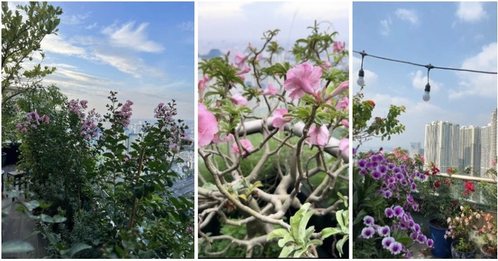 Tầng thượng khác chuyên trồng hoa lá sắc màu với hàng trăm loại hoa từ hoa giấy, hoa hồng, hoa lan, hoa tường vi, hoa nhài Nhật, ngũ sắc... đua nhau nở rộ. Ảnh: TikTok @Hannaholala