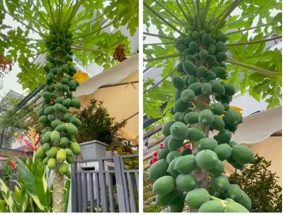 Một cây đu đủ ra quả như "con đàn cháu đống" khác từng gây xôn xao cộng đồng mạng. Ảnh: Facebook