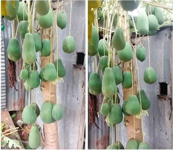 Cách đây vài năm, cộng đồng mạng "mắt tròn mắt dẹt" trước cây đu đủ đực cho quả như "con đàn cháu đống". Ảnh: @huyenxuka64