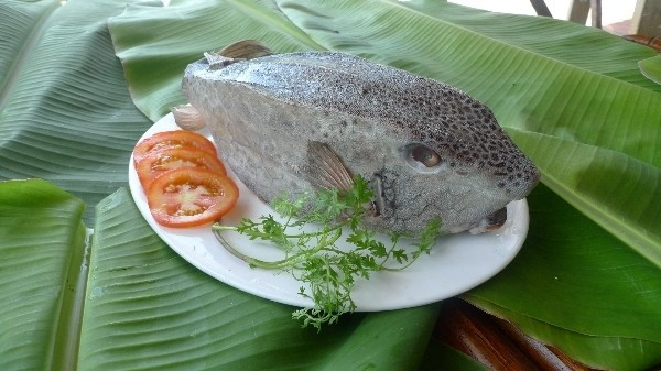 Giá cá bò hòm tươi sống tại ghe ở Nha Trang khoảng 1,5 triệu đồng/kg (đối với loại nhỏ chỉ khoảng 300g/con). Ảnh: Facebook